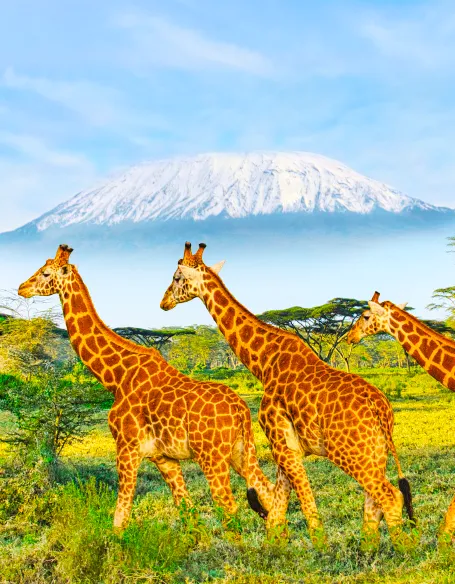 Kenya Highlights Kenya Highlights