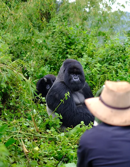 Rwanda Highlights Rwanda Highlights