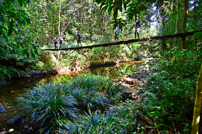 Kubah National Park: Waterfall Trails and Fern Diversity