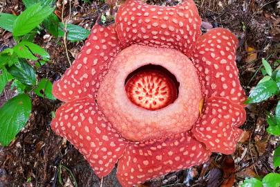 Gunung Gading Rafflesia Bloom: When and Where to See It