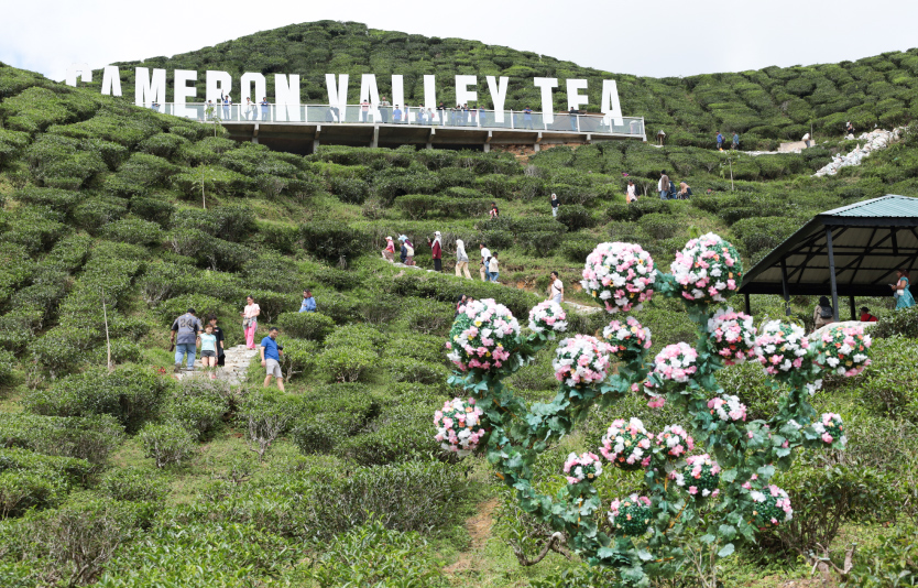Cameron Valley tea plantation, Cameron Highlands, Pahang, Malaysia
