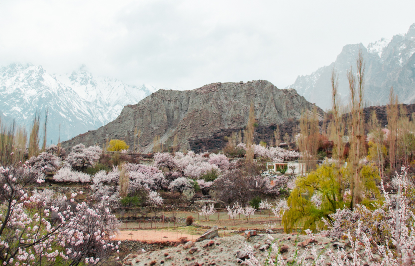 Gojal Valley in Bloom. The Himalayan Landscape Transformed. Spring in Hunza Gojal Valley in Bloom. The Himalayan Landscape Transformed. Spring in Hunza