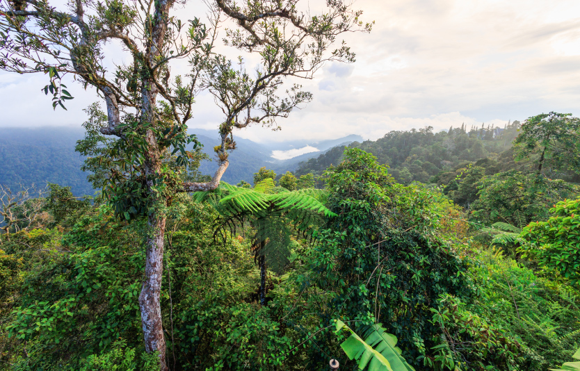 View of the dense rainforest environment at Fraser's hill, Malaysia View of the dense rainforest environment at Fraser's hill, Malaysia