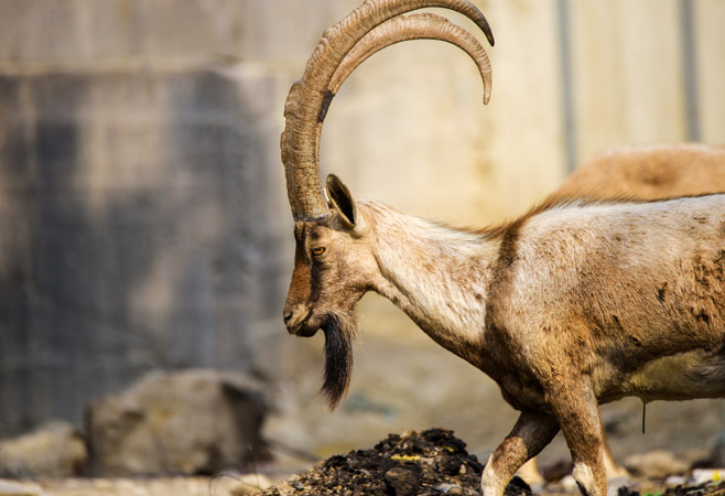 Hingol River wildlife habitat