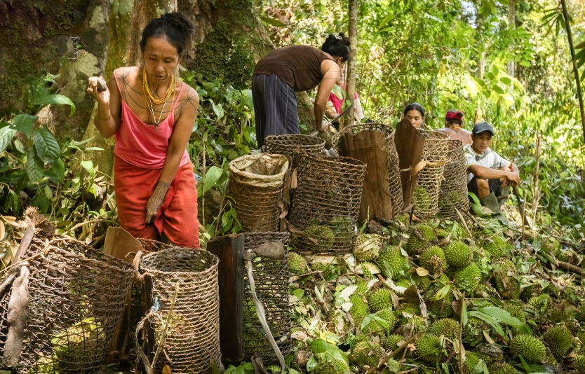 Mentawai woman harvesting wild durian