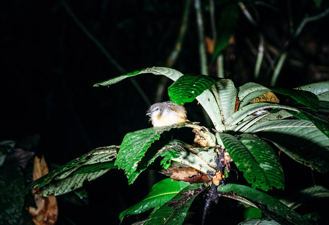 Tabin's Night Safaris