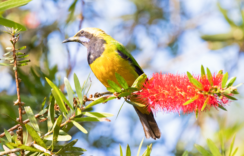 Male Orange-bellied Leafbird bird perching on bottle brush flower at Fraser's hill Male Orange-bellied Leafbird bird perching on bottle brush flower at Fraser's hill
