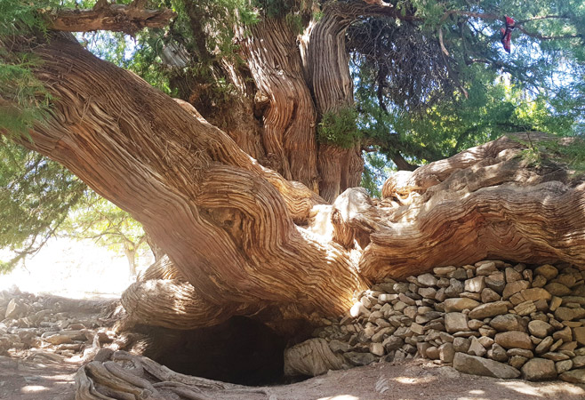 A 1300 year old tree in an uzbek village on the slopes of nuratau mountain