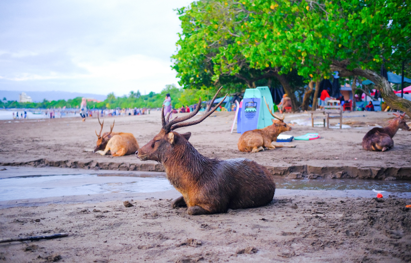 Abstract Defocused Blurred Background Beach view with some deer relaxing, Pangandaran