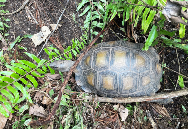 The wildlife in Maliau Basin