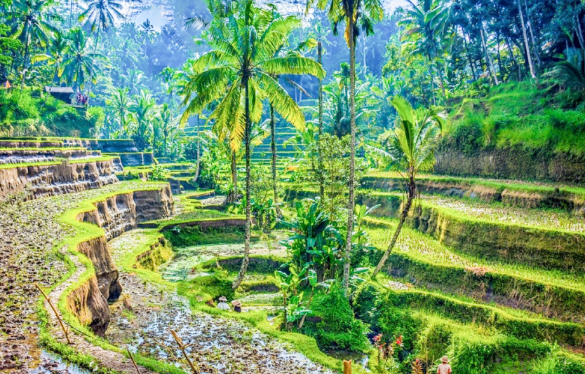 Bali Indonesia Rice Terraces