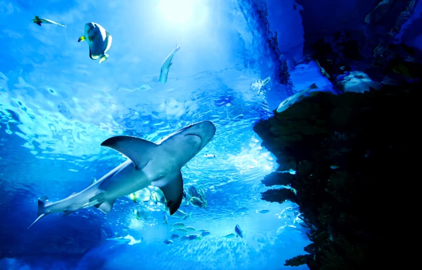 Indonesia Shark Attacks