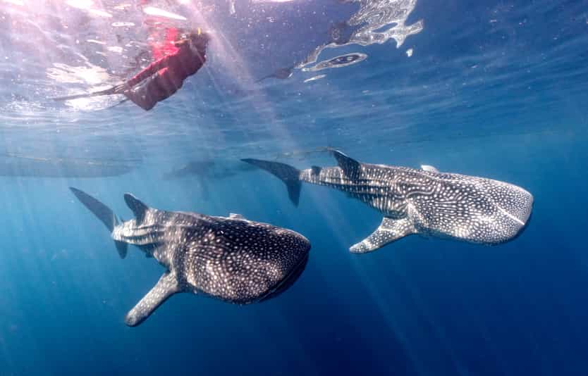 Swimming Whale Shark Indonesia