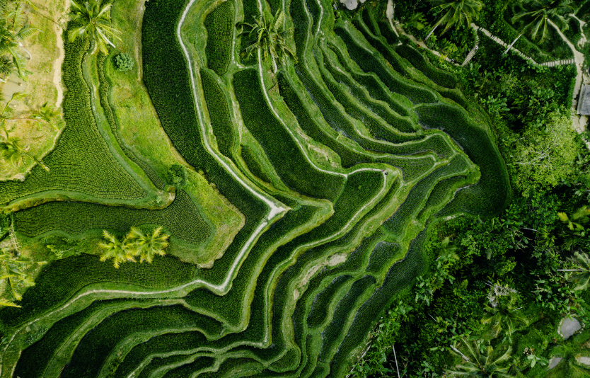Indonesia has a mostly tropical climate