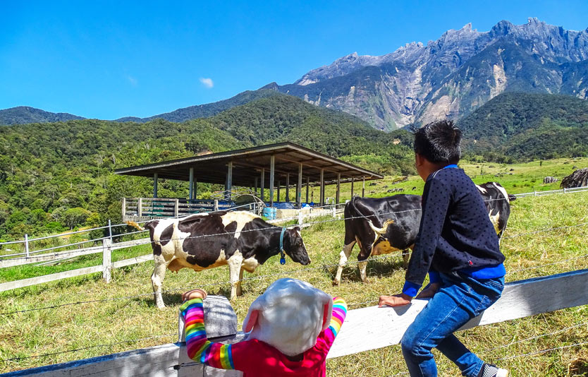 A visit to Desa Cattle Dairy Farm is a must during your trip to Kundasang