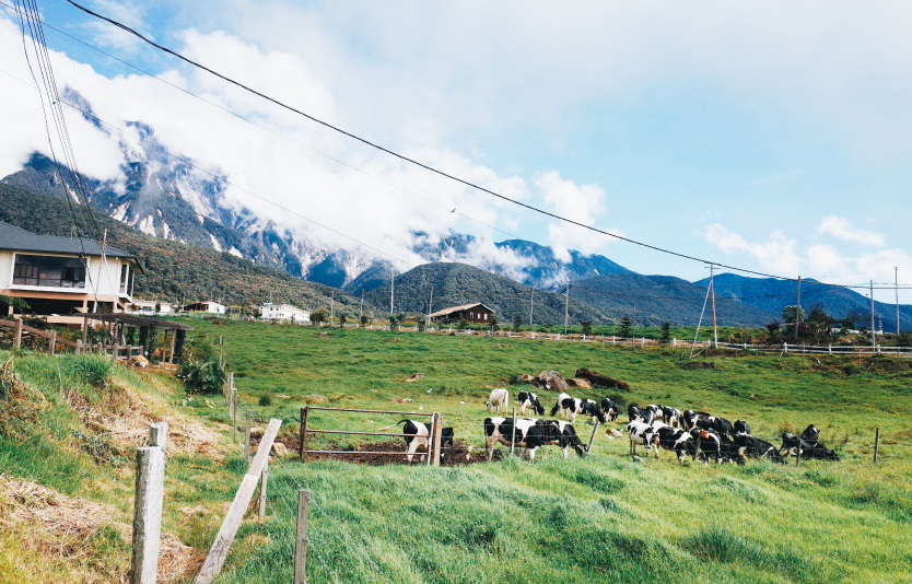 Desa Dairy Farm is an entertaining and instructive destination