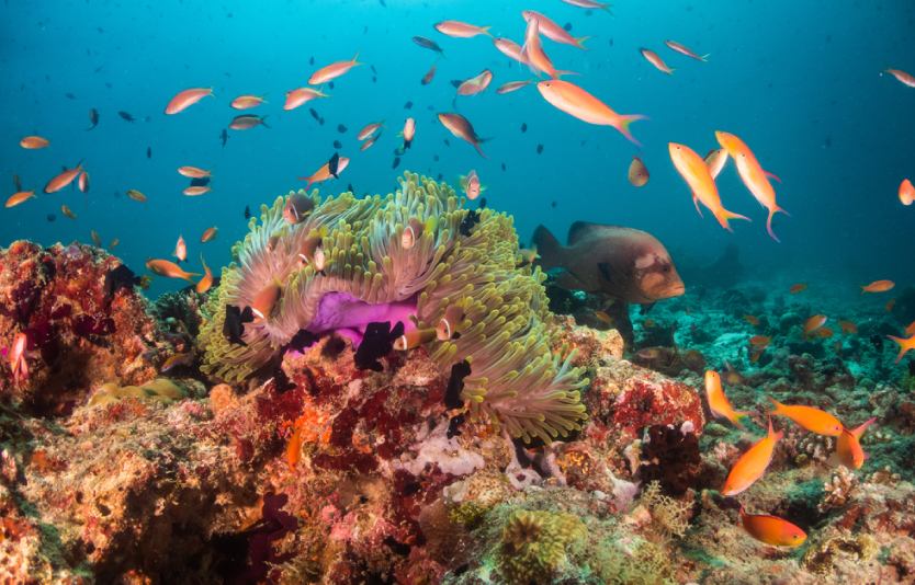 Dive into the Coral Triangle 