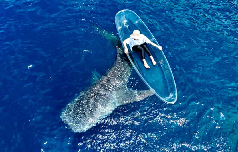 See Whale Sharks in Indonesia