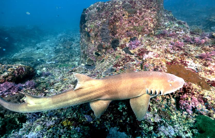Shark Species in Bali Waters
