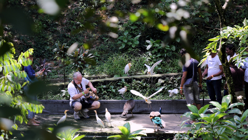 The Bird Park is an interesting tourist place in Malaysia The Bird Park is an interesting tourist place in Malaysia