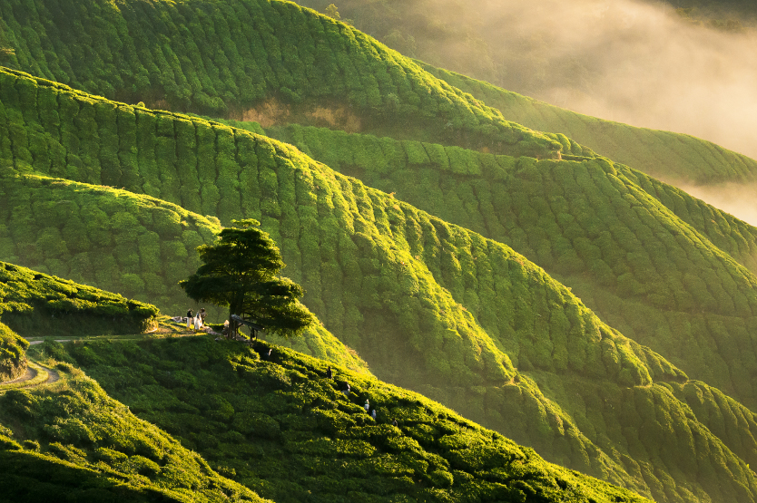 The Cameron Highlands is a tranquil retreat for visitors on day 2