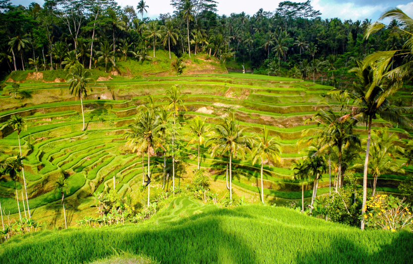 The Tegalalang Rice Terraces feature beautiful green rice paddies surrounded by lush tropical plants 