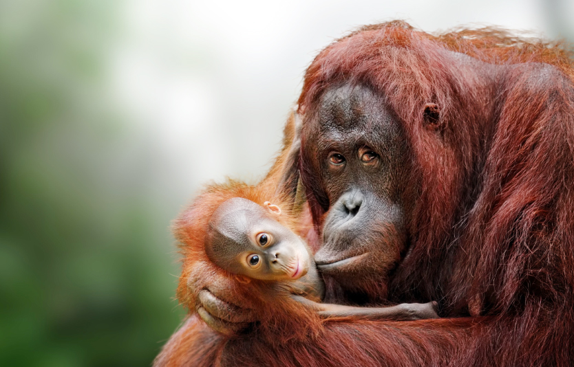 Travelers can interact with orangutans in Borneo forest
