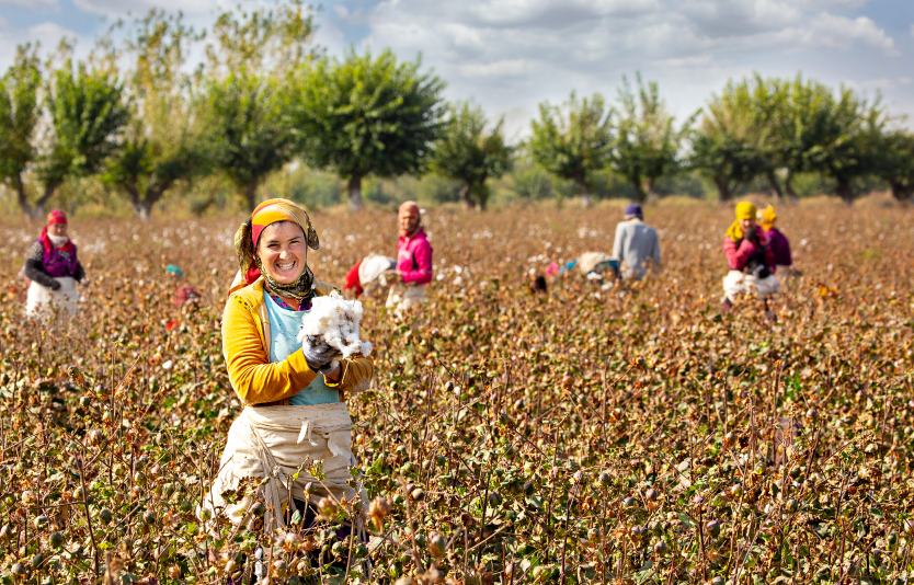 Uzbek farmers in the cotton field harvest cotton  Uzbek farmers in the cotton field harvest cotton