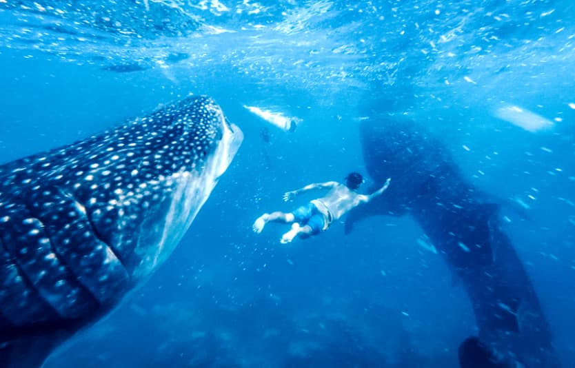Safely See Sharks in Bali