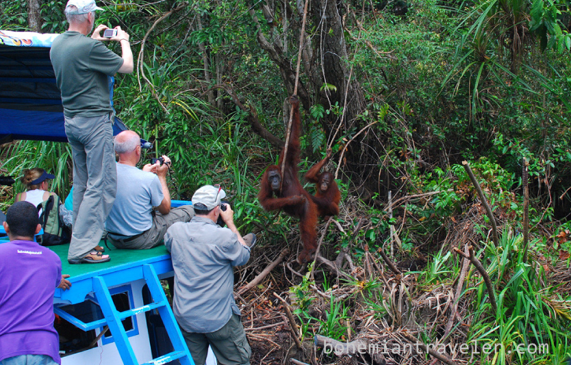 Tanjung Puting National Park Indonesia is renowned for its vast forests and rich fauna