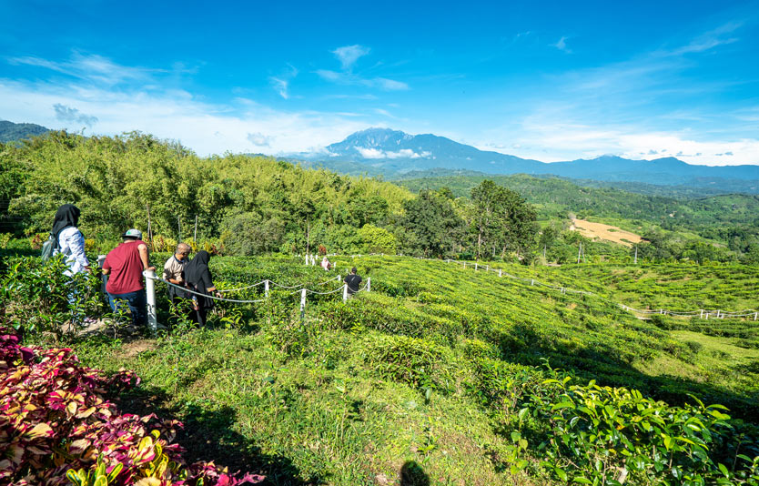 Visitors can tour Sabah Tea Garden as part of theri journey