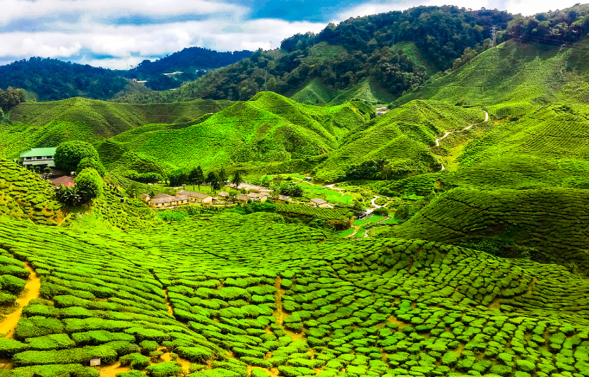 Cameron Highlands