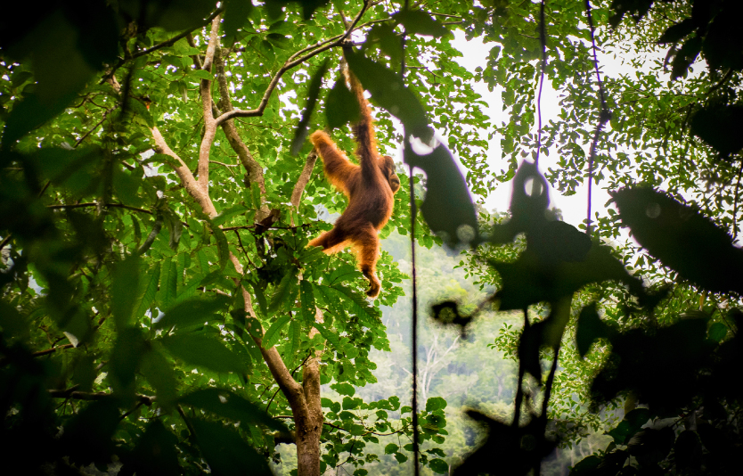 Gunung Leuser National Park Gunung Leuser National Park
