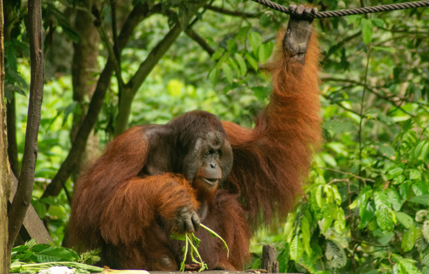 Look at the beauty of Sepilok Orangutan Rehabilitation Centre for tourists Look at the beauty of Sepilok Orangutan Rehabilitation Centre for tourists