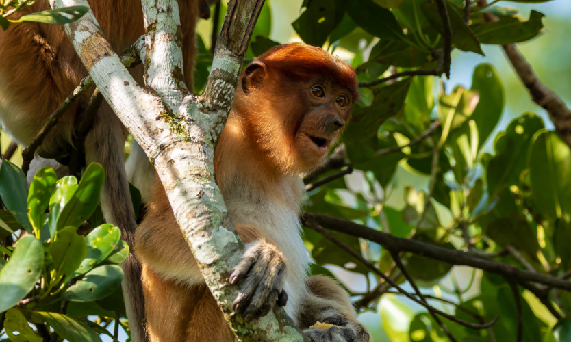 Nature enthusiasts find it interesting to discover Kinabatangan wildlife sanctuary