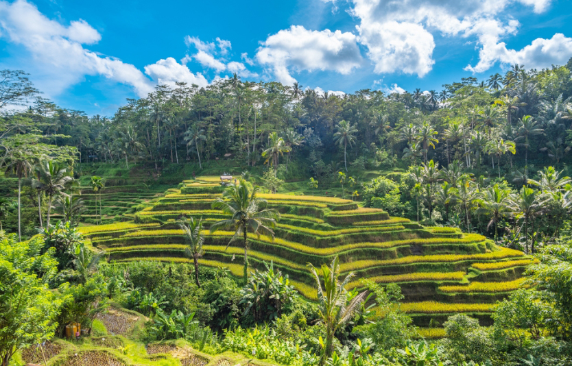 Tegallalang Rice Terraces
