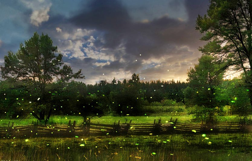 Embark on an amazing journey through Membakut