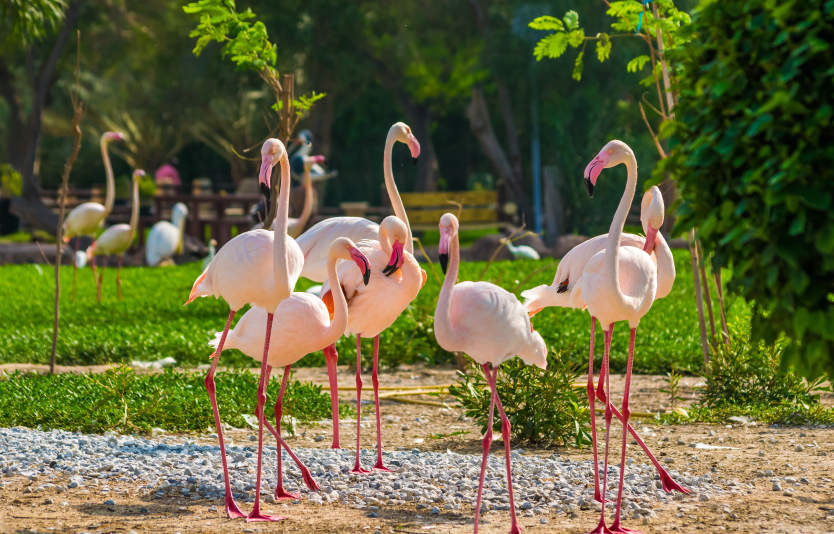 Al Areen Wildlife Park & Reserve 