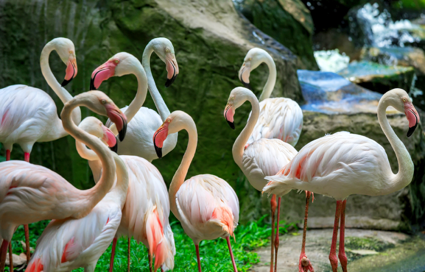 The Kuala Lumpur Bird Park is the biggest covered bird park globally