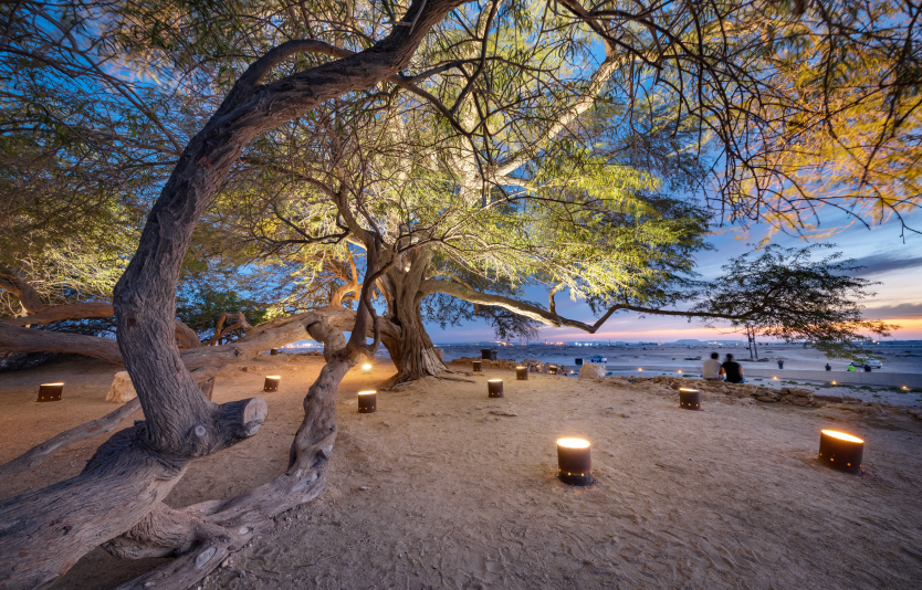 The sunset under the tree of life The sunset under the tree of life