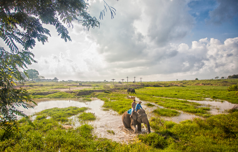Visitors can be certain to see Sumatran elephants and rhinos at Way Kambas