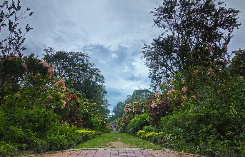 Penang Botanic Gardens is a beautiful place to walk for tourists