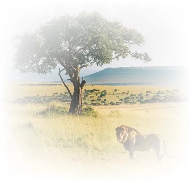 Cambodia eVisa Services