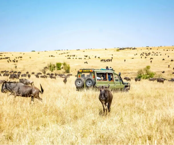 Kenya Visa: Witness the Great Migration