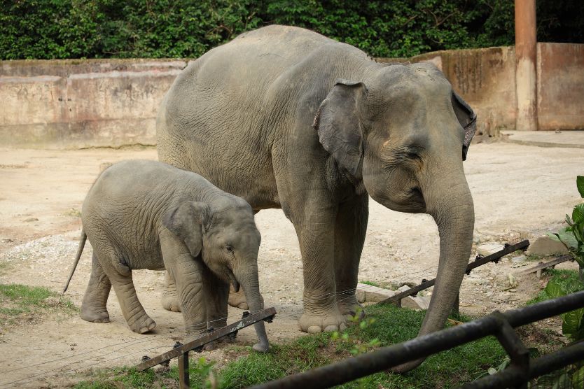 Kuwait Zoo Kuwait Zoo