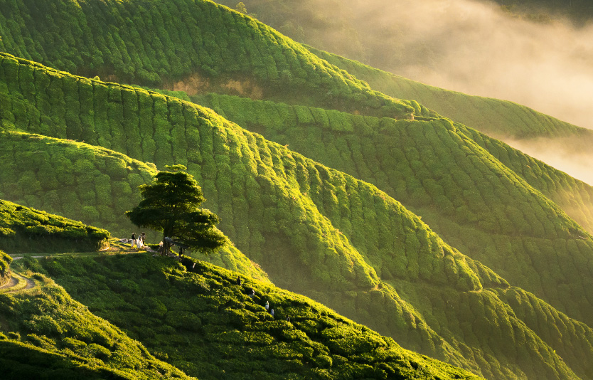 There are many tourist destinations in Malaysia that you can visit