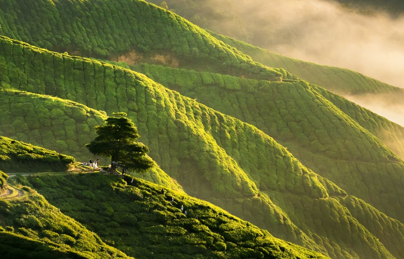 Malaysia e-Visa for Serbian Citizens Malaysia e-Visa for Serbian Citizens