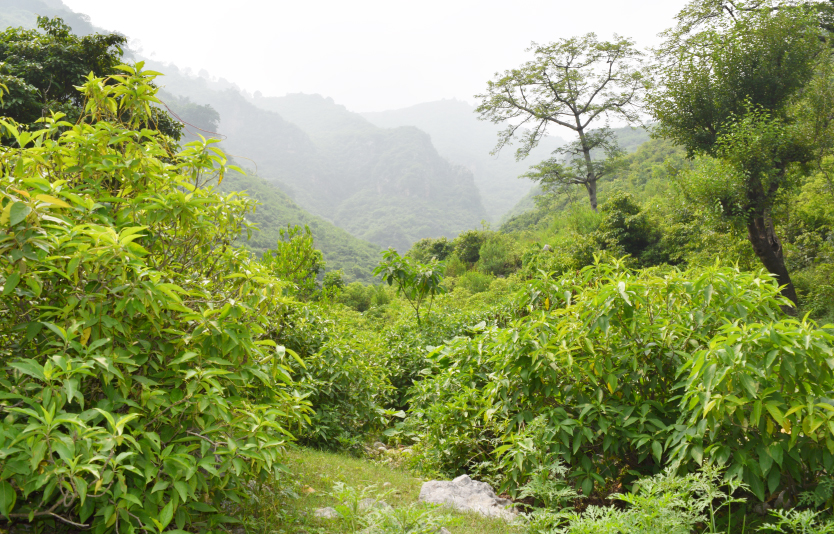 Margalla Hills National Park