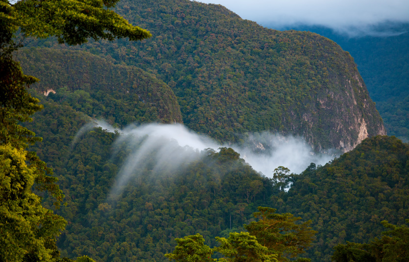 Mulu's ancient rainforest