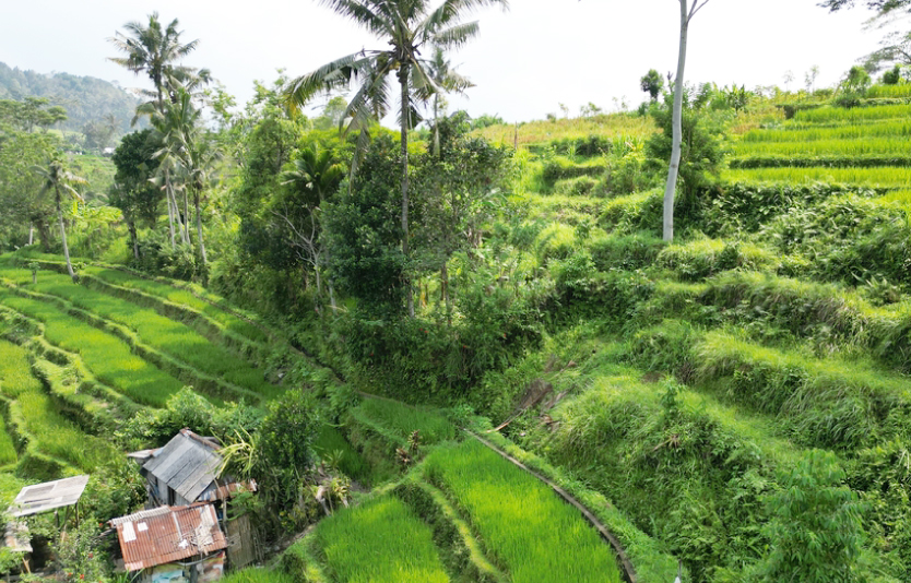 Munduk Rice Terraces